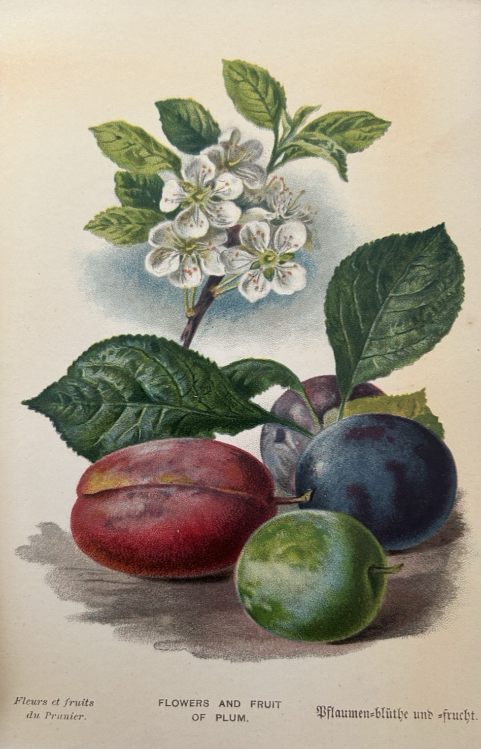 Antique Print Flowers & Fruit Of The Plum Tree c1800’s Botanical Victorian