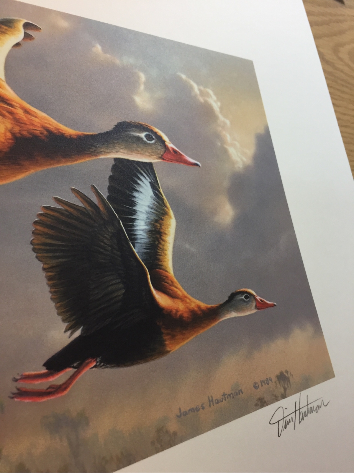 Jim Hautman,1990/91,Federal Waterfowl Print, 967/14,500,No Stamp Mint,32 Yrs.