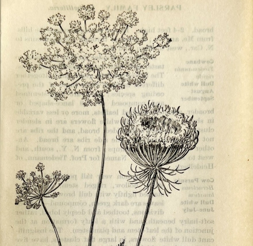 1905 Wild Carrot Flower Print Pen & Ink Lithograph Antique 6.75 x 3.75″
