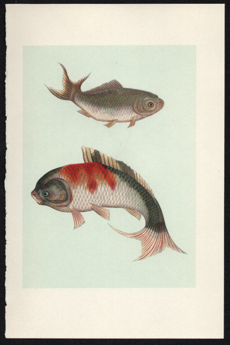 1935 Vintage German Chromolithograph Ornamental Goldfish Pair Print Tricolor etc