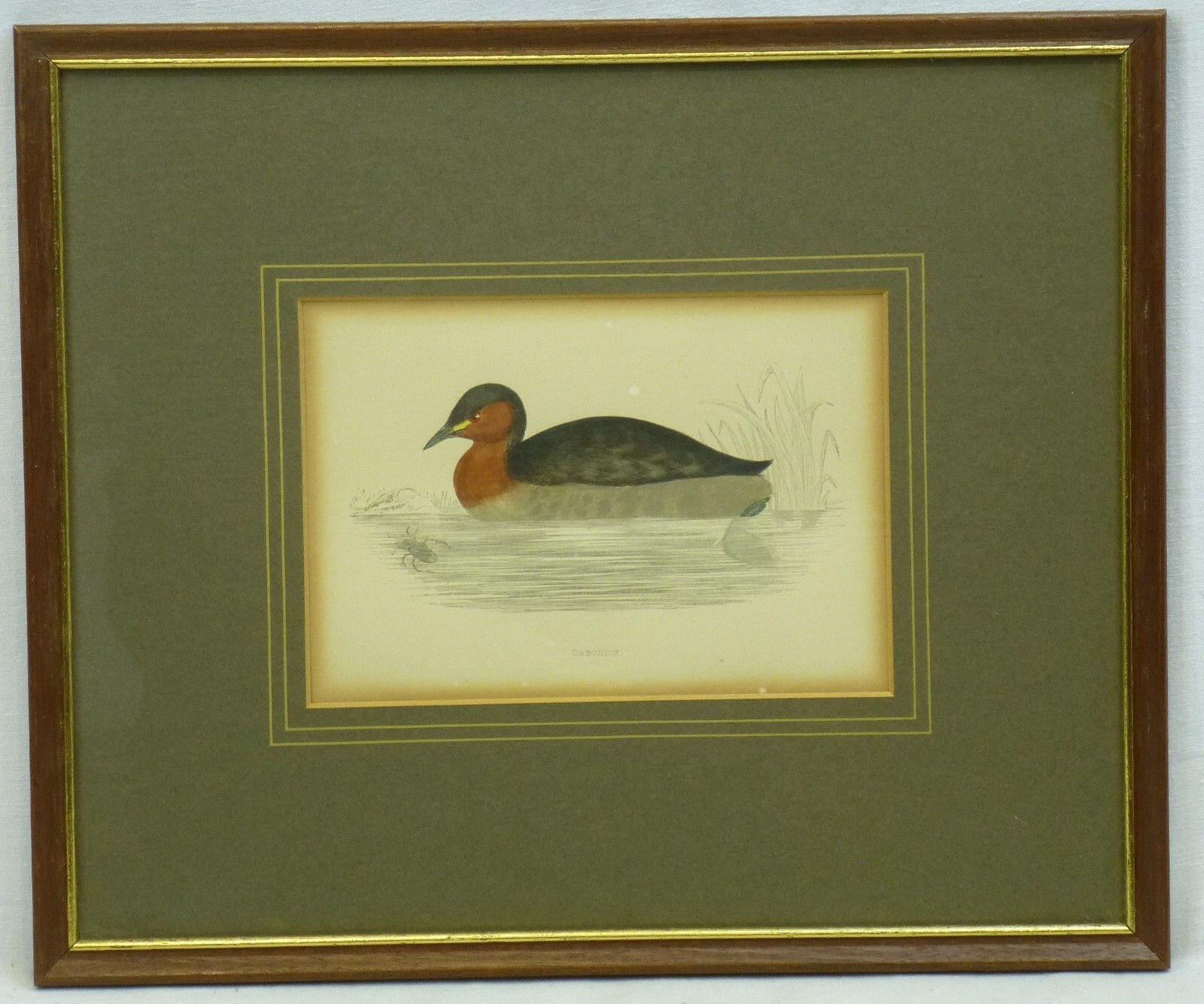 (B1705) Colored Engraving “Dabchick ~ Dwarf Diver” Artist: Unknown