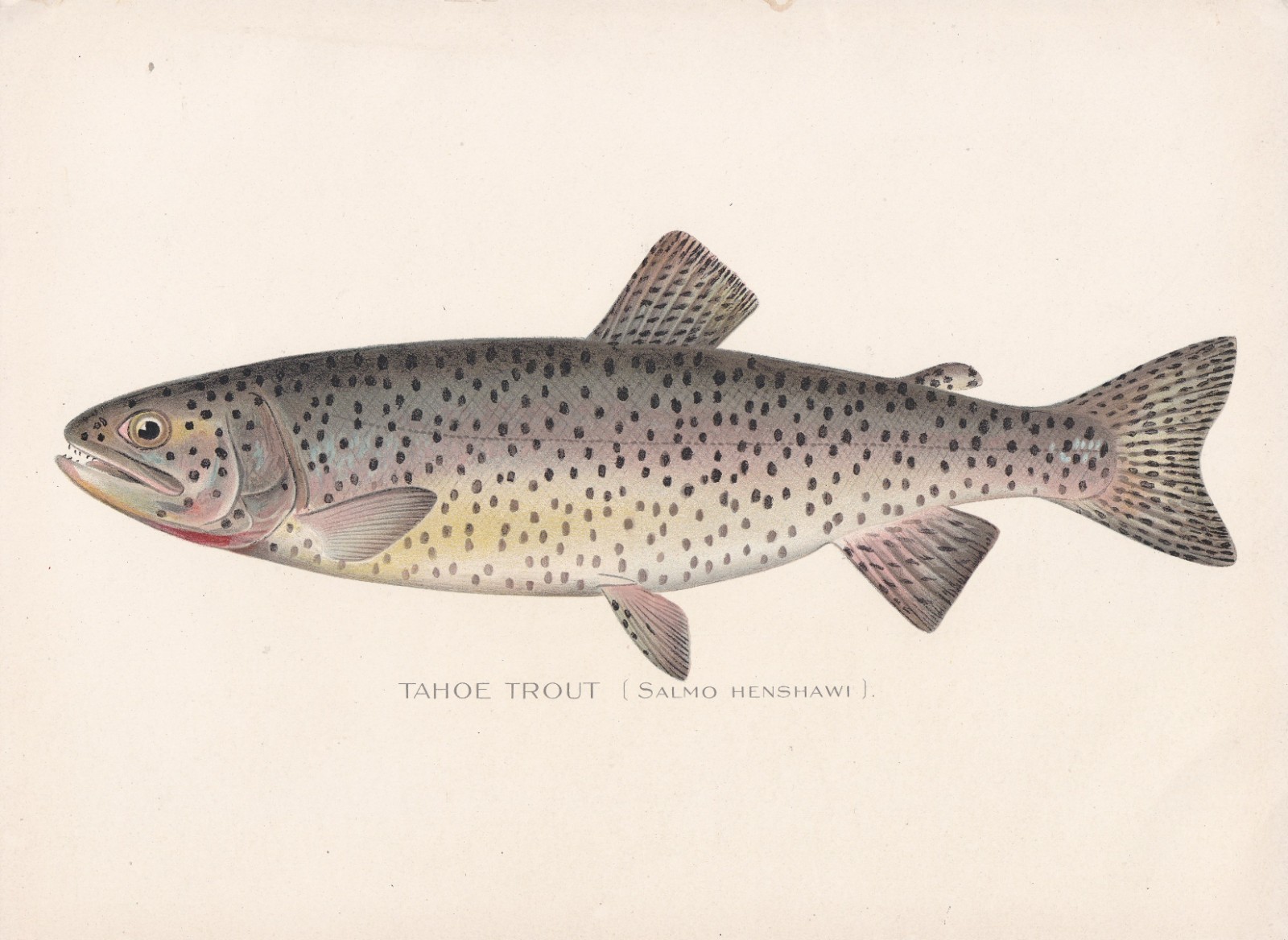 Antique Fish Print: Tahoe Trout or Cutthroat by Denton 1902