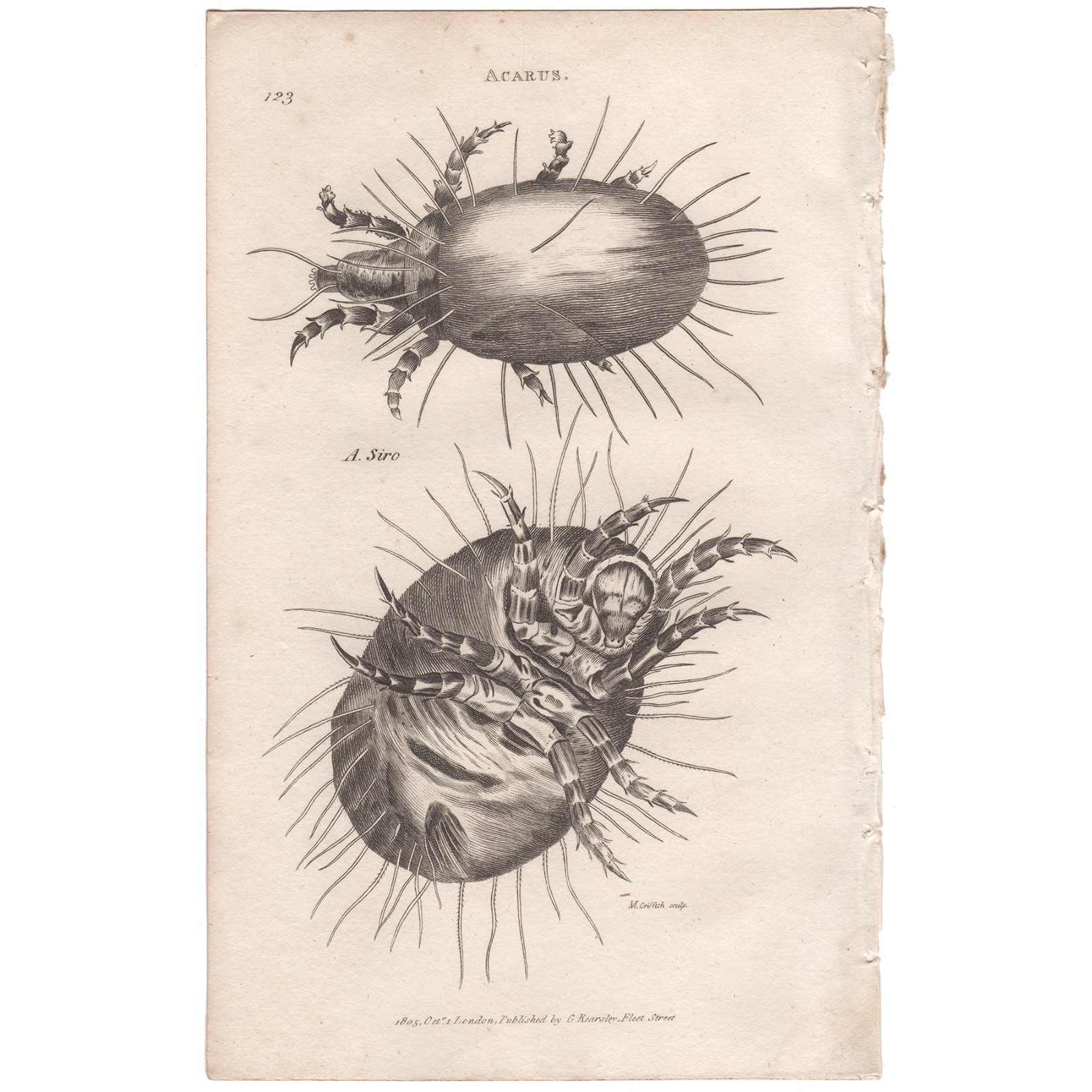 1806 Antique Shaw General Zoology engraving insect print 123 Four Mite