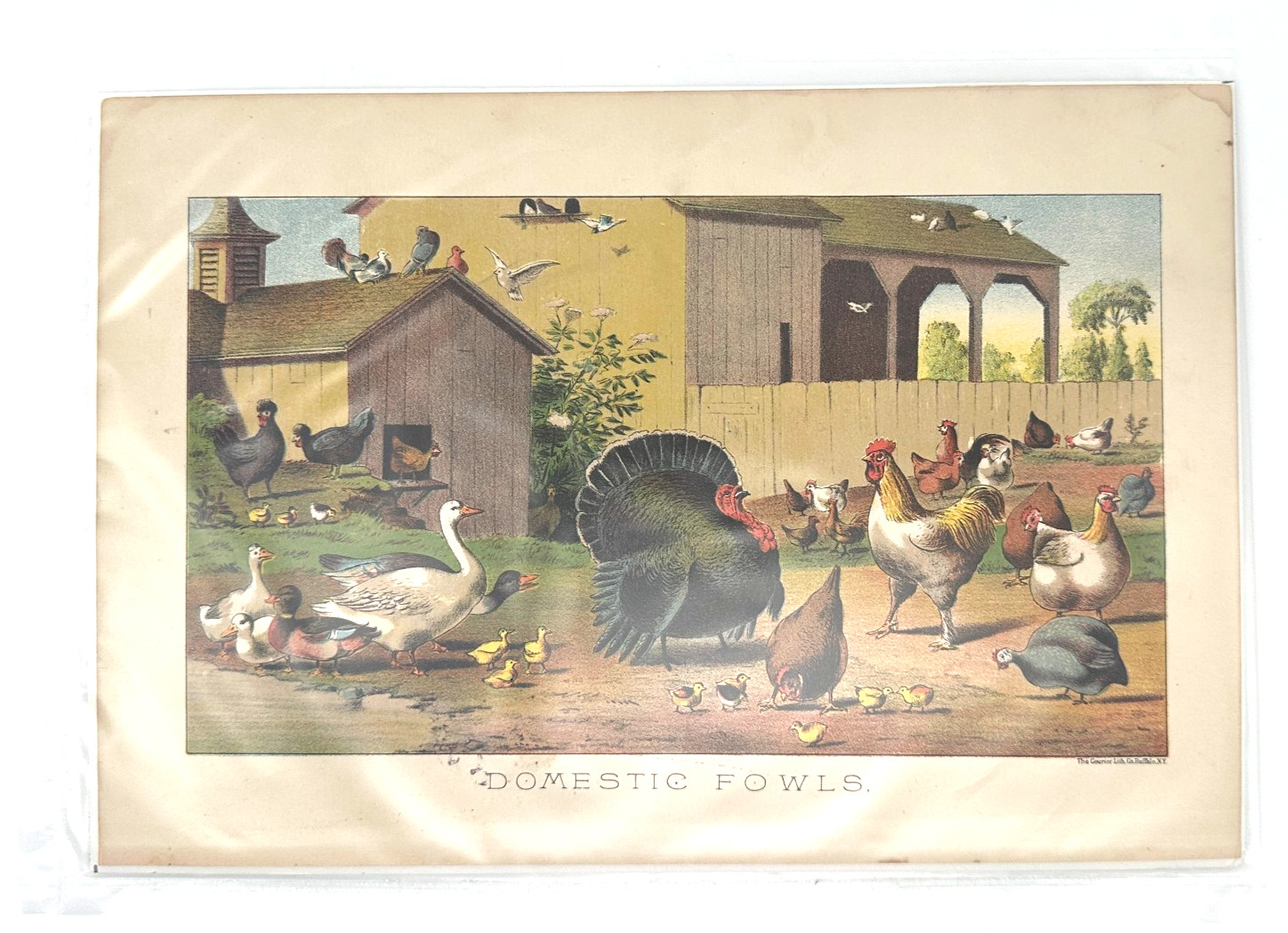 Antique 1882 Chromolithograph – Domestic Fowls – Poultry Farmyard Scene Print