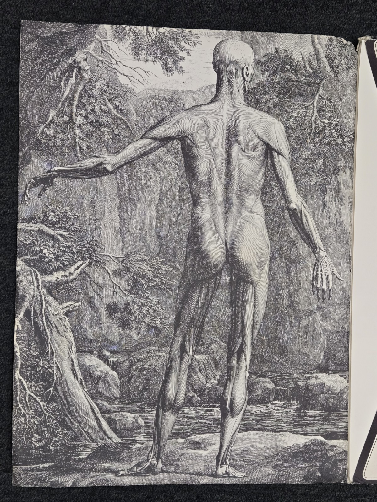 Tabulae Sceleti Et Musculorum Corporis Humani – Norflex Riker lab 1964 prints