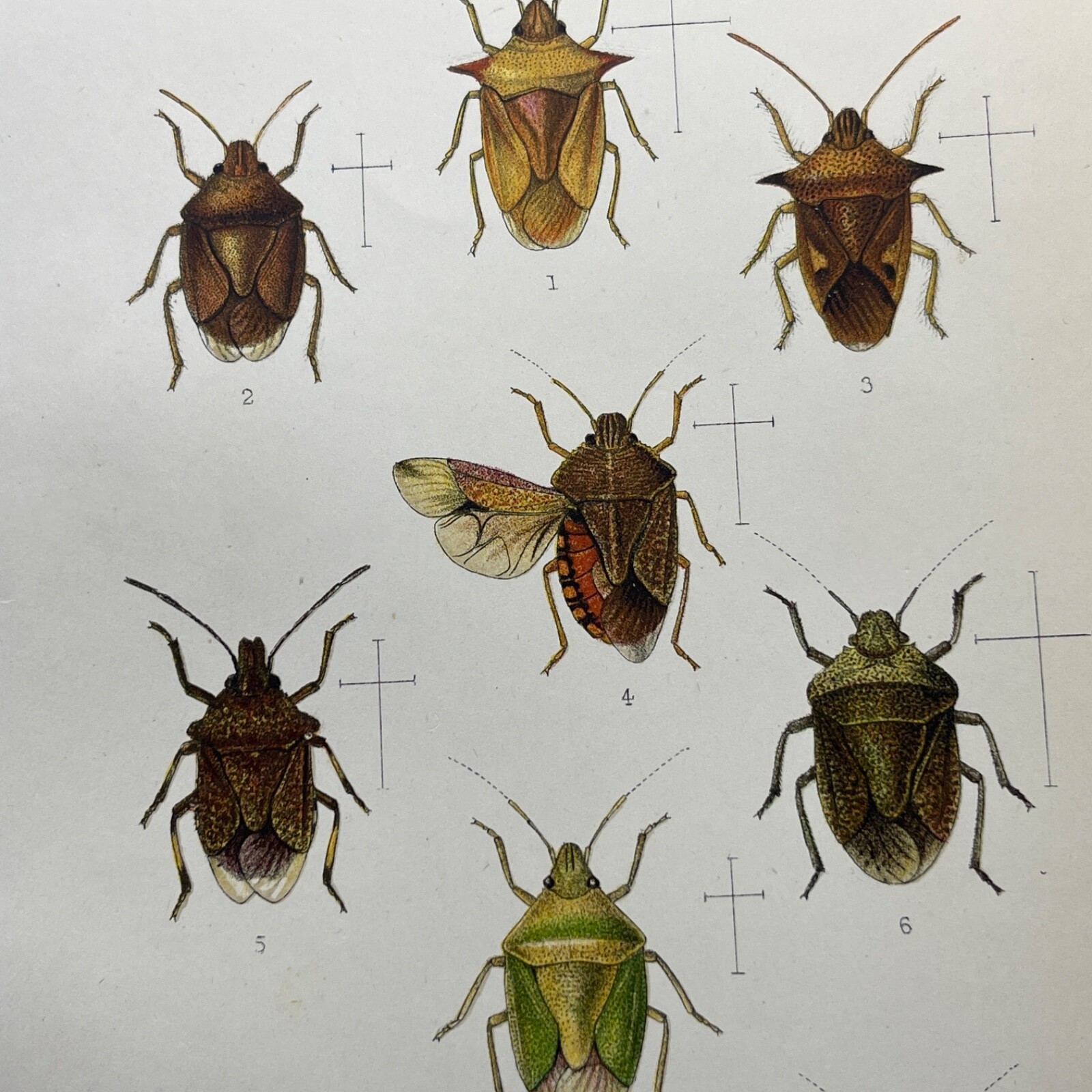 Antique Beetle Print 1900 Entomology Color Plate Stink or Shield Bugs