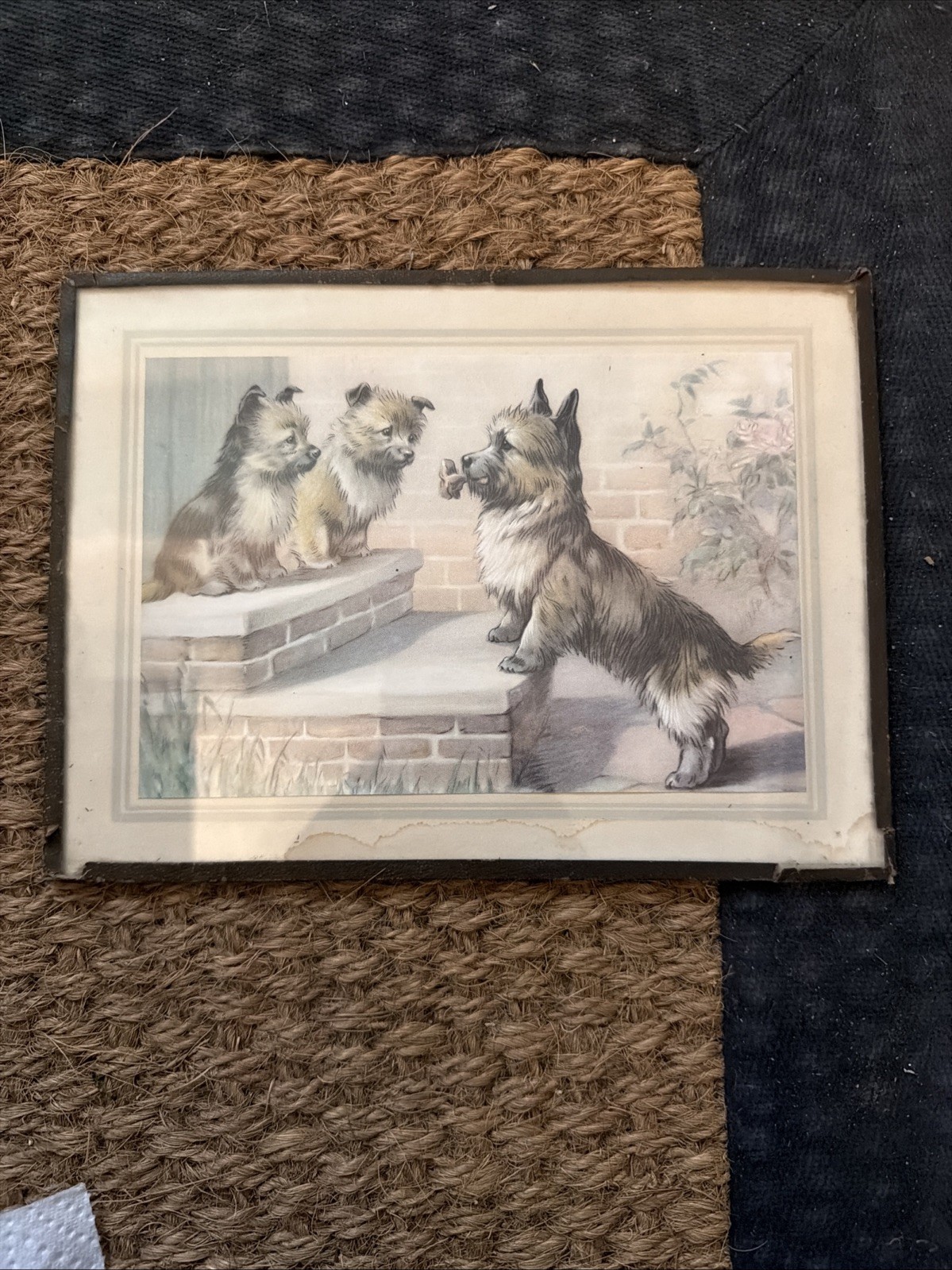 Vintage Print Of Dogs Behind Glass . French ? 24x18cm