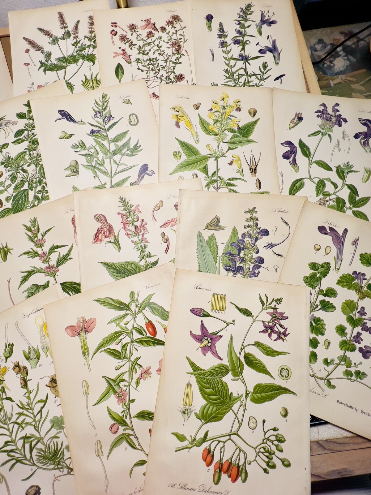 Set of 3 Antique Botanical Illustration 1886 Chromolithograph Vintage