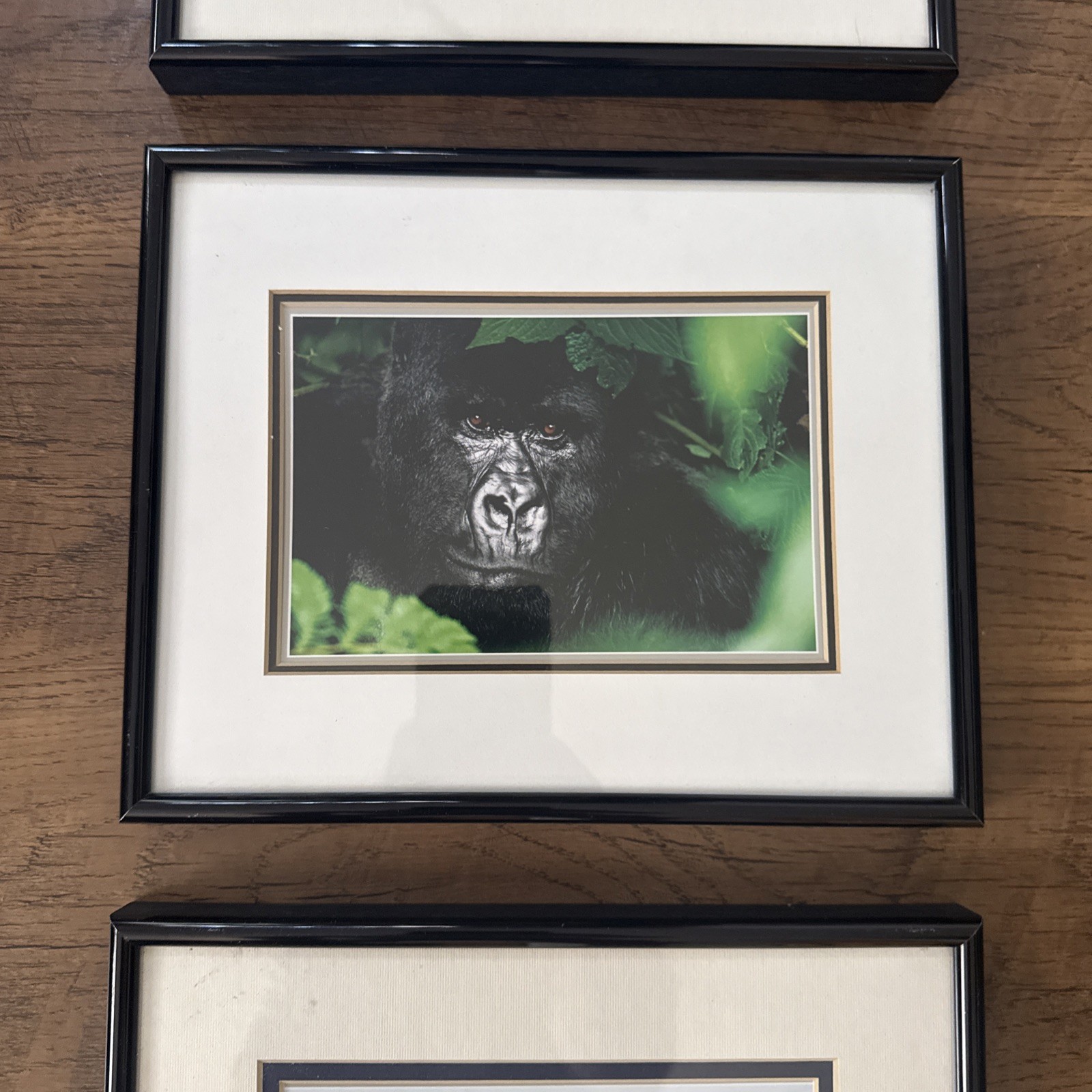 Set 3 Wildlife 8.5” X 10.5” Matted & Framed Artist Thomas Mangelsen