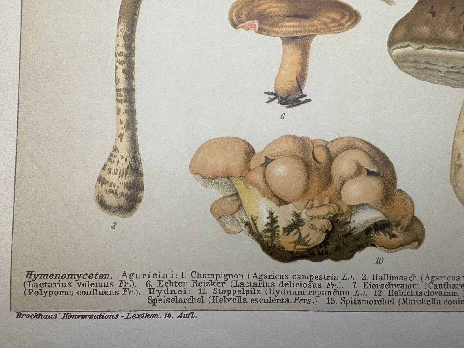 Original Graphic Flora: Mushrooms Mushrooms Chromolithograph Circa 1900