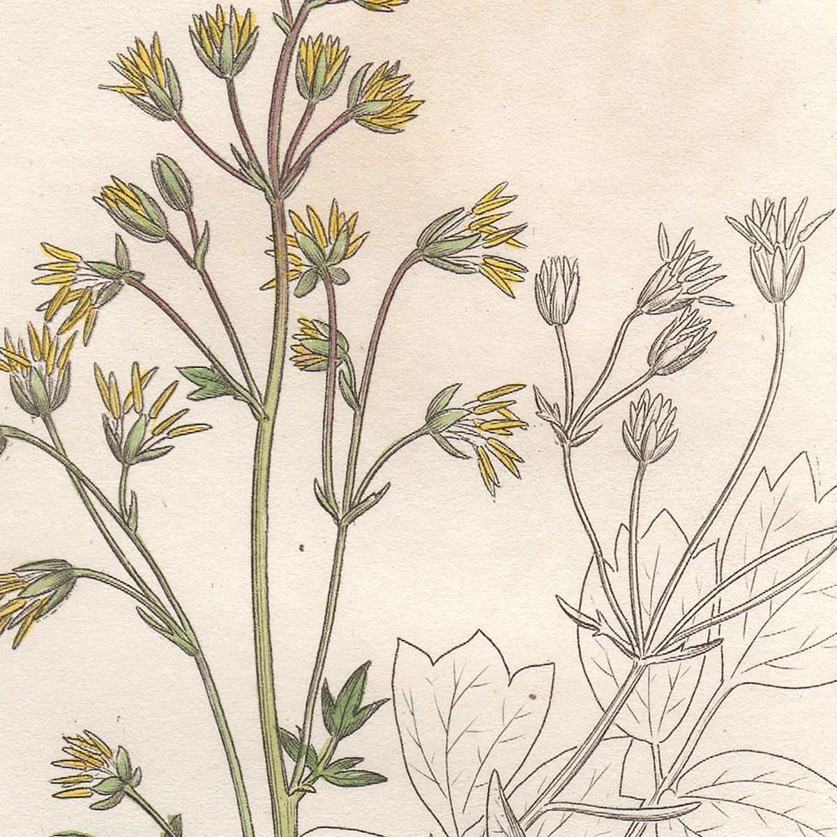Sowerby English Botany 1838 botanical hand-colored engraving 774 Meadow Rue
