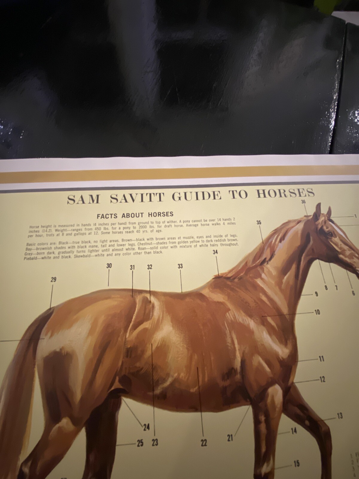Rare 1963 Sam Savitt Guide To Horses Color Bar Proof Poster Print 35” x 23 1/2”