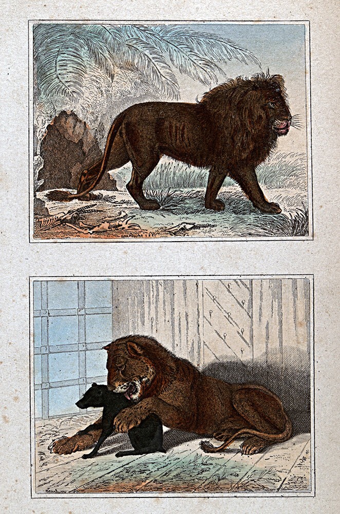 1844 Buffon Print – African Lion & Lion with Dog Friend – Panthera Leo Animals