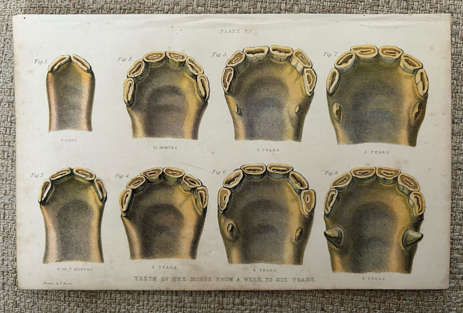 Antique Print Horse Anatomy Teeth & Jaw c1900 Thomas Brown Engraving