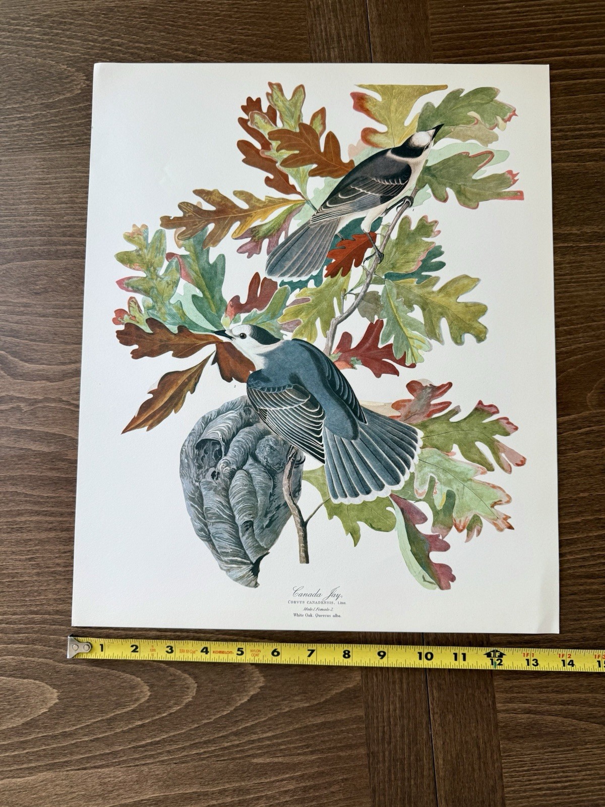 Audubon Canada Jay Print – 1964 Birds of North America Reprint – 17×14