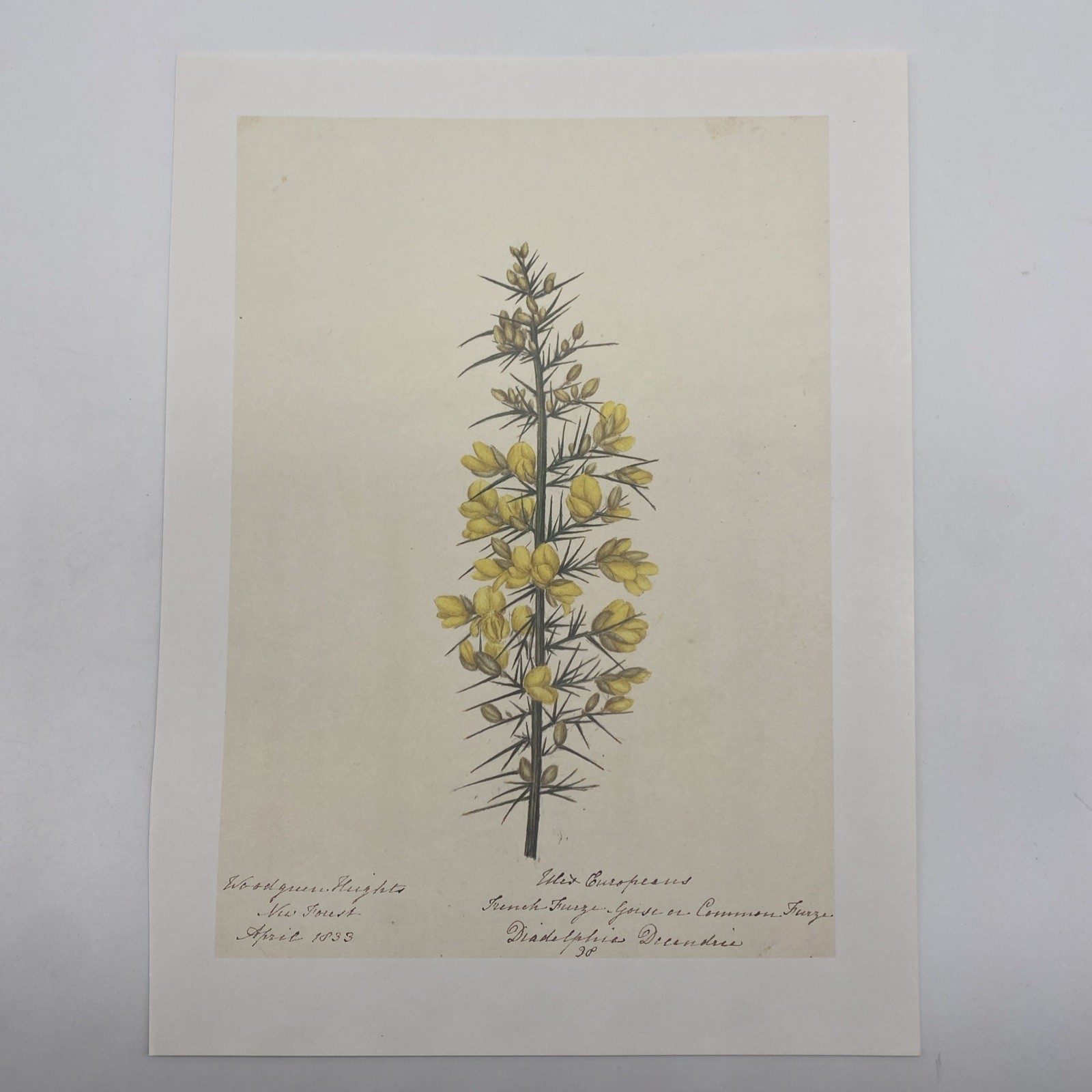 Vintage Gorse Furze Yellow Flower Art Book Print Lithograph Unframed