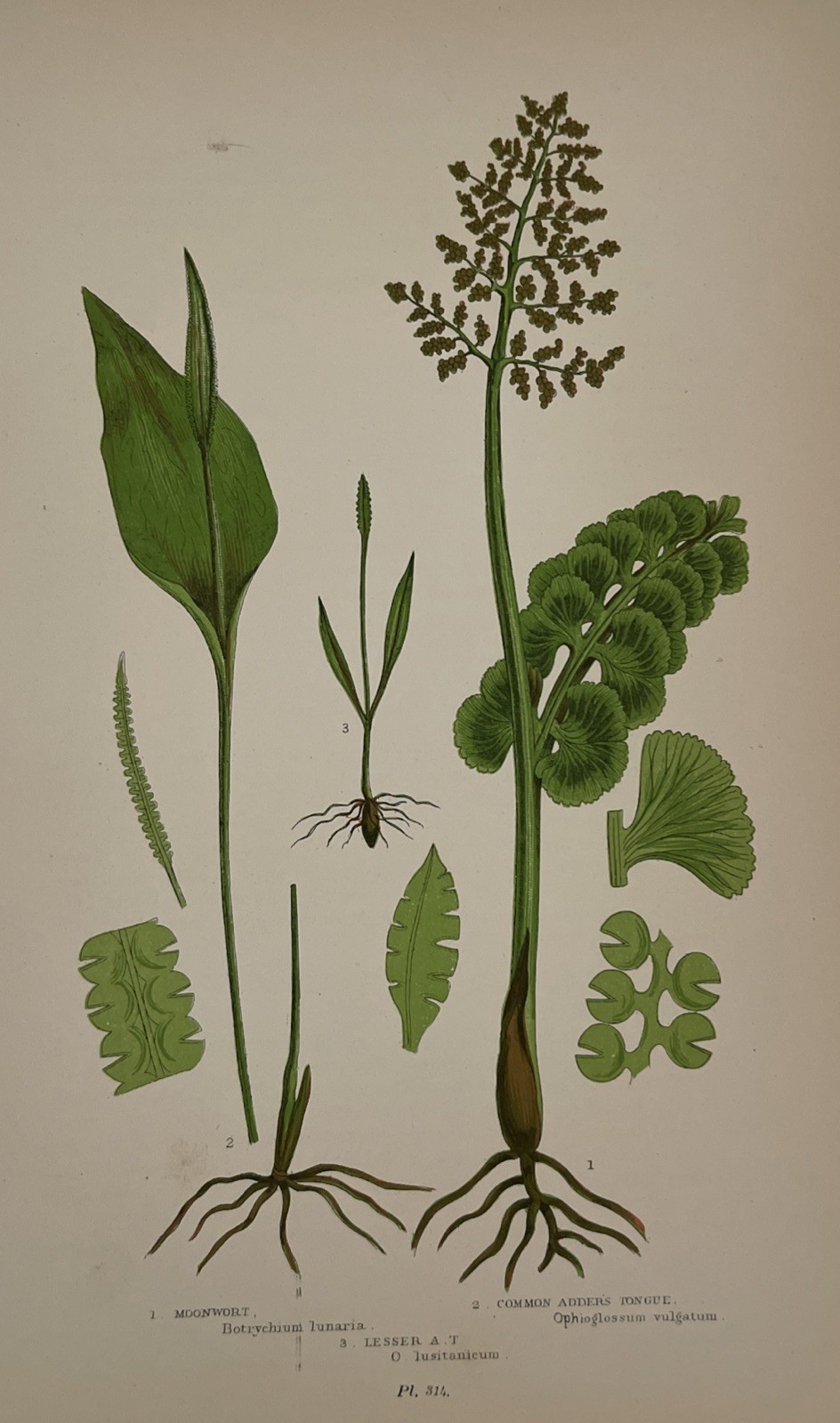 Antique 1900 Color Botanical Print Moonwort Common Adder’s Tongue Fern Plants
