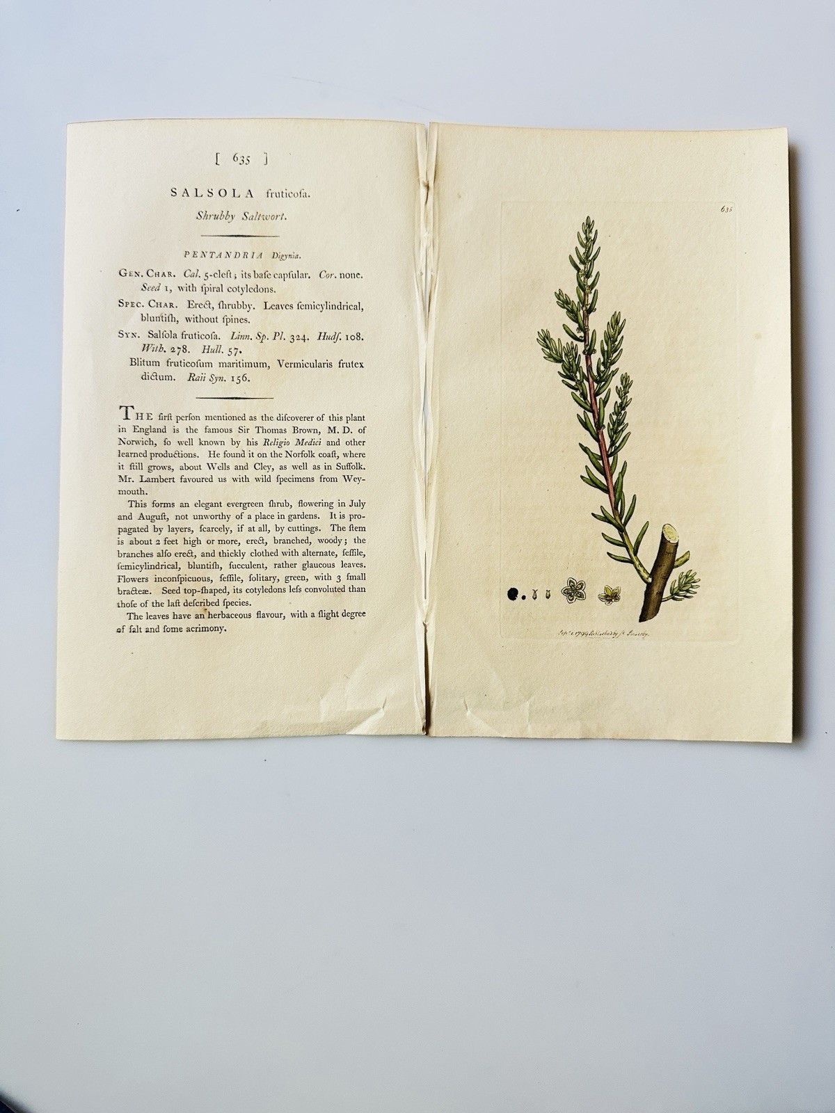 Sowerby 1799 Salsola Fruticofa Botanical Hand Colored Plate 635 Print