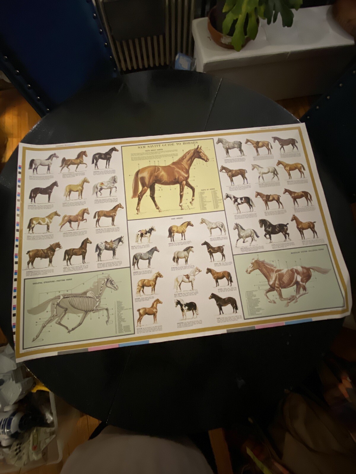 Rare 1963 Sam Savitt Guide To Horses Color Bar Proof Poster Print 35” x 23 1/2”