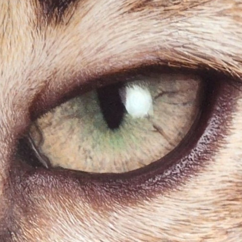Brown Shorthair Cat Eye Book Plate Print Photo Feline Illustration
