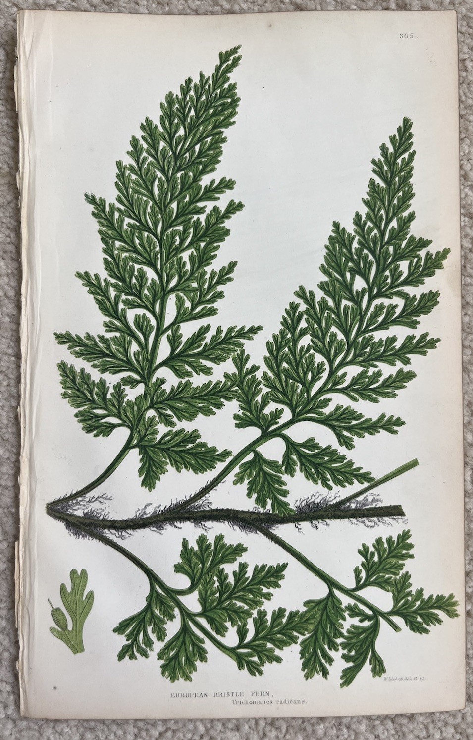 European Bristle Fern Trichomanes Radicans Edward Joseph Lowe W Dickes Print