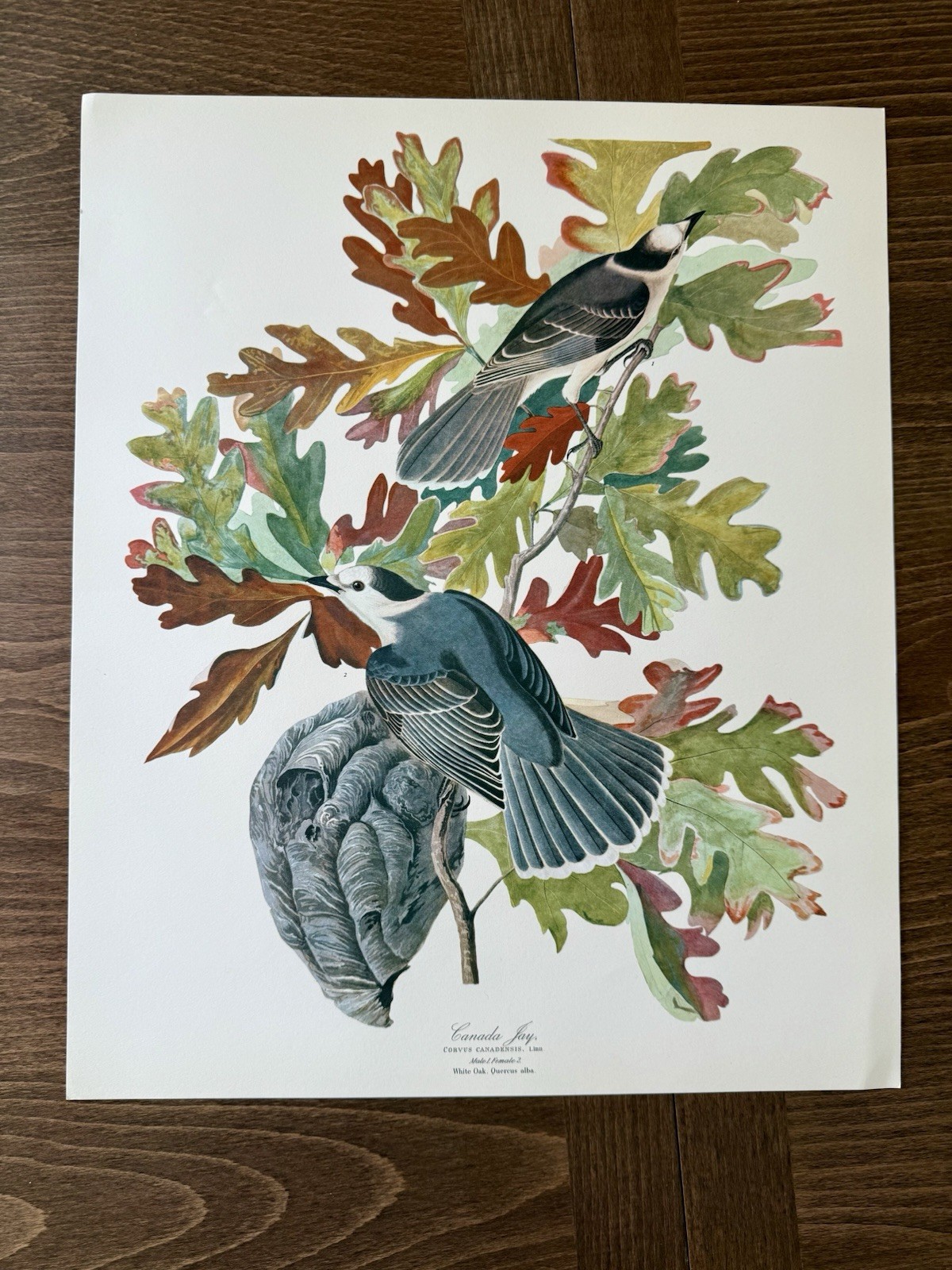 Audubon Canada Jay Print – 1964 Birds of North America Reprint – 17×14