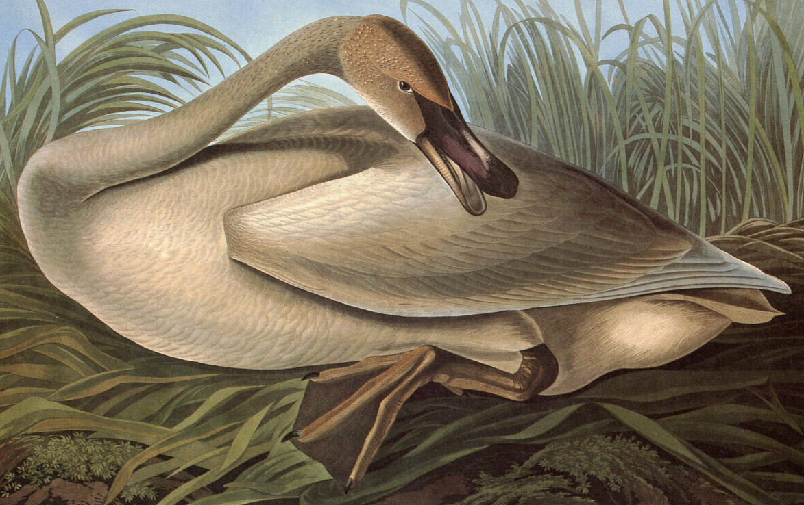 1997 Vintage Print Trumpeter Swan Rare Large Bird Art Illustration Image Audubon