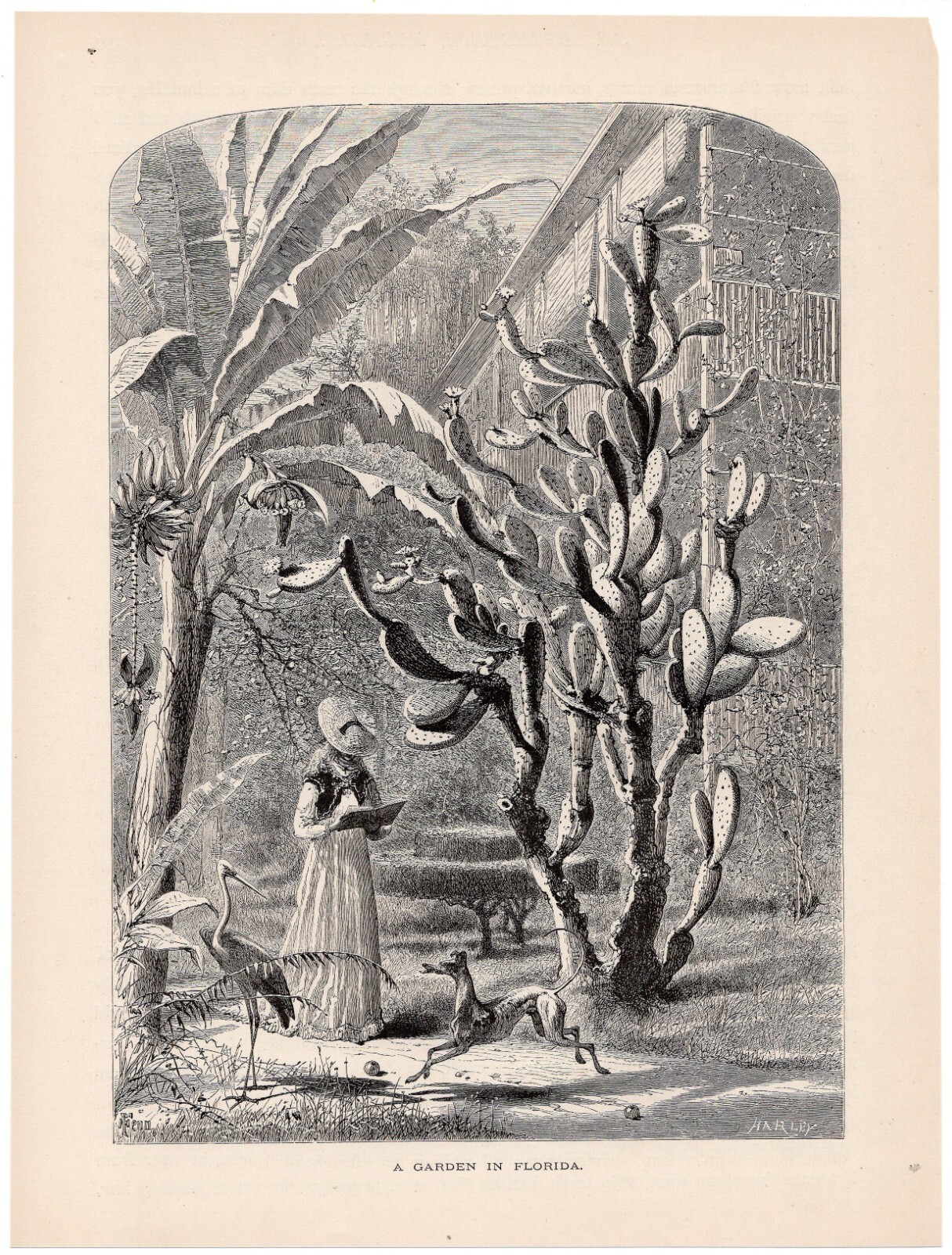 FLORIDA GARDEN – Tropical Plants Woman & Dog Scene 1872 Antique Engraving