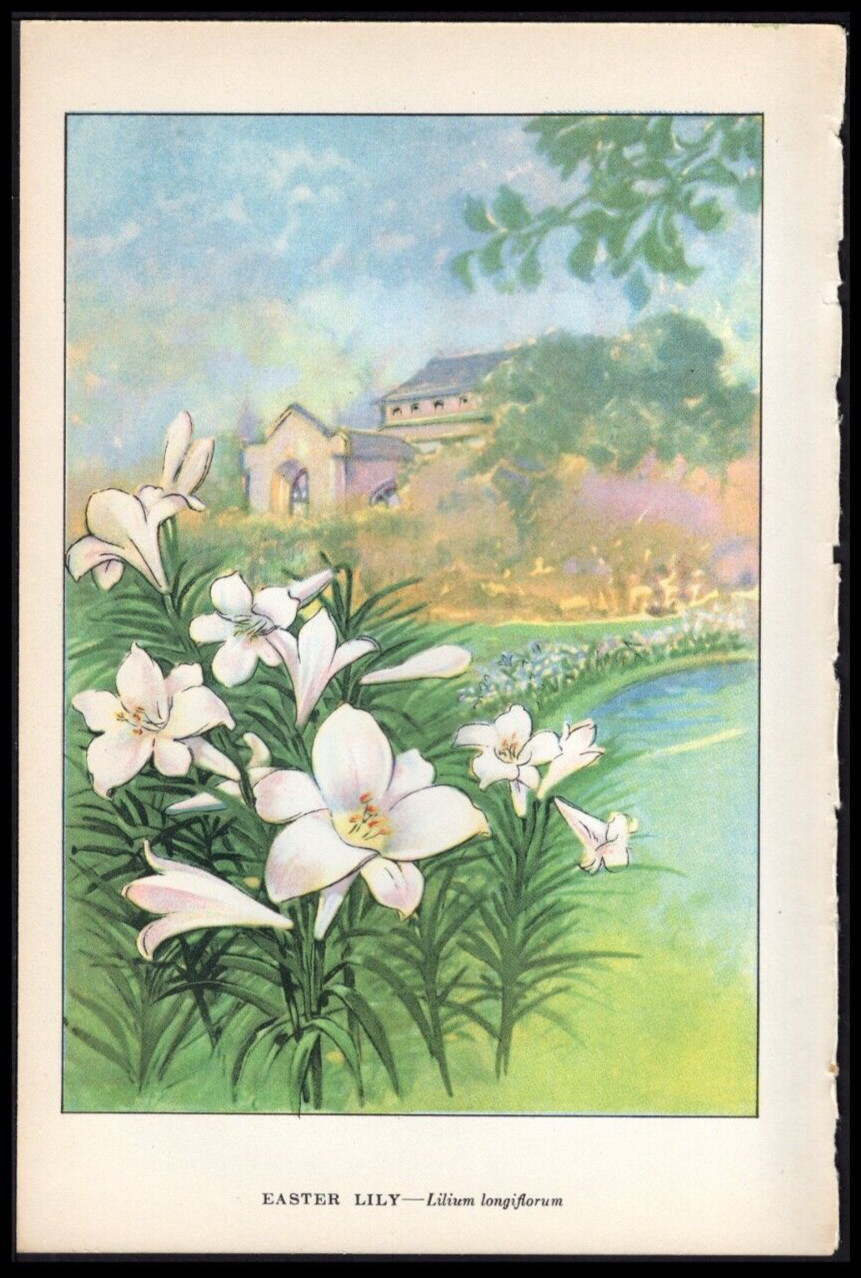 1926 Vintage Botanical Print Lilium Longiflorum – Easter Lily