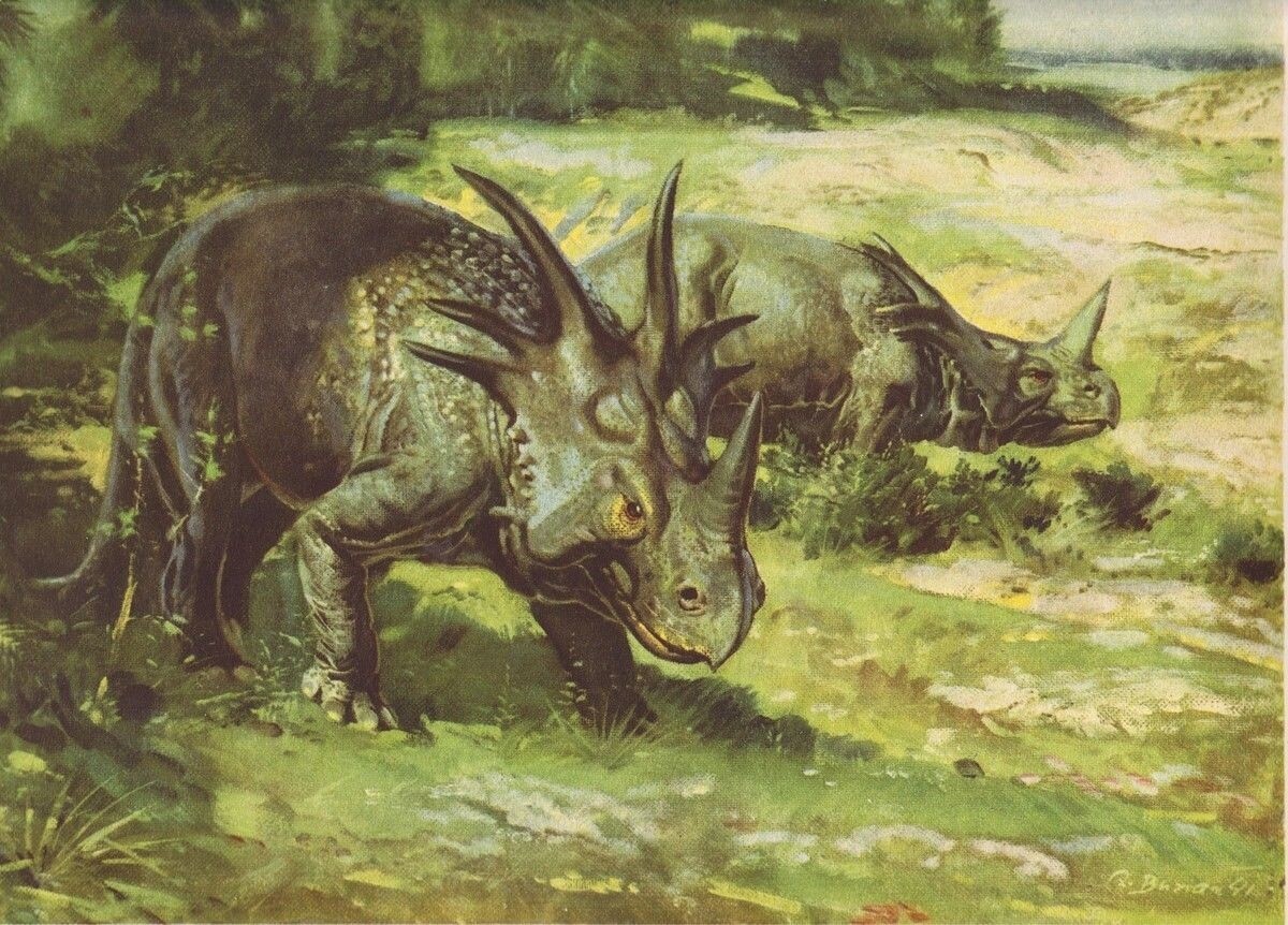 CANADA Prehistoric Dinosaur STYRACOSAURUS Color Print By Z Burian 1963 VF 9×13″