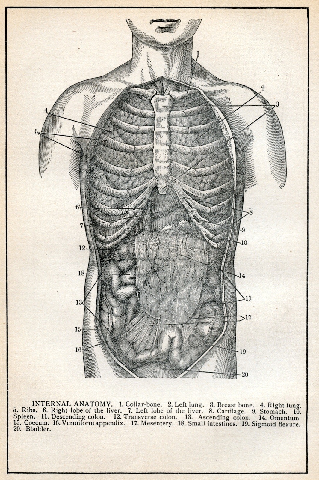 Antique 1904 Human Anatomy Print Vintage Internal Organs Nerves Illustration