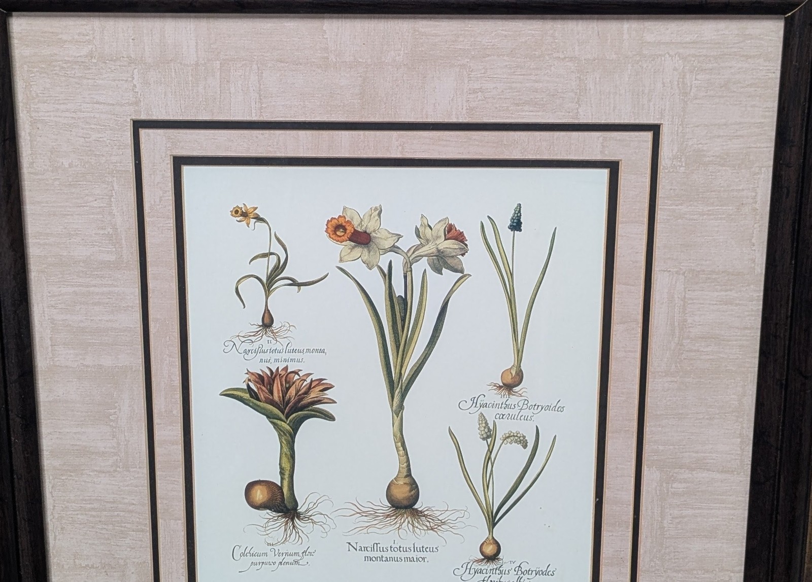 Basilius Besler Botanical Print Natural History In 28″ X 25″ Frame