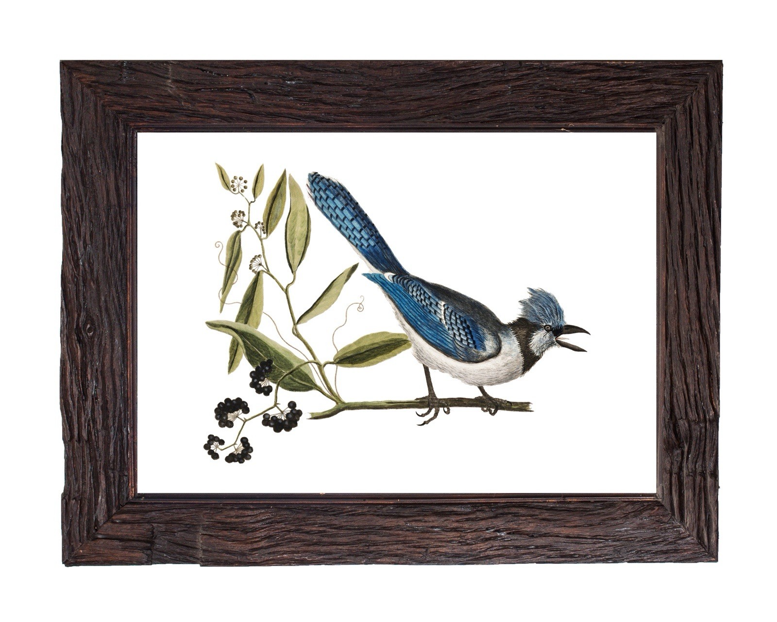Vintage Crested Blue Jay Bird Illustration Home Decor 5×7 Wall Art Fine Print