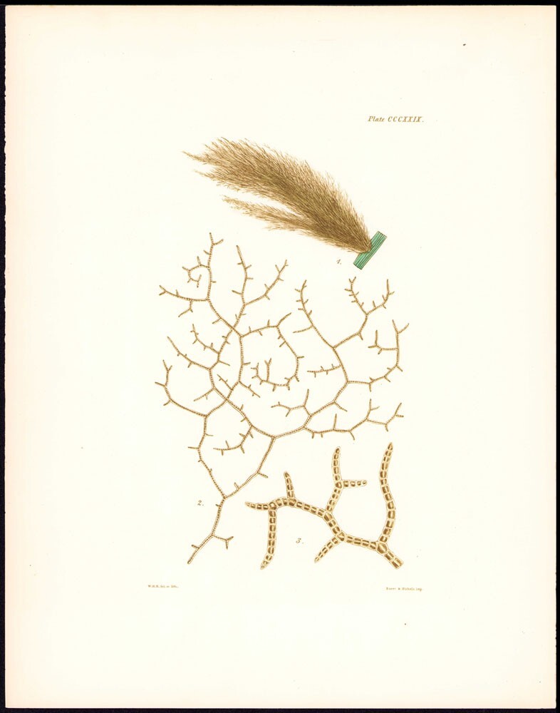1851 Rare Harvey Folio Seaweed Engraving Antique Print Ectocarpus Distortus