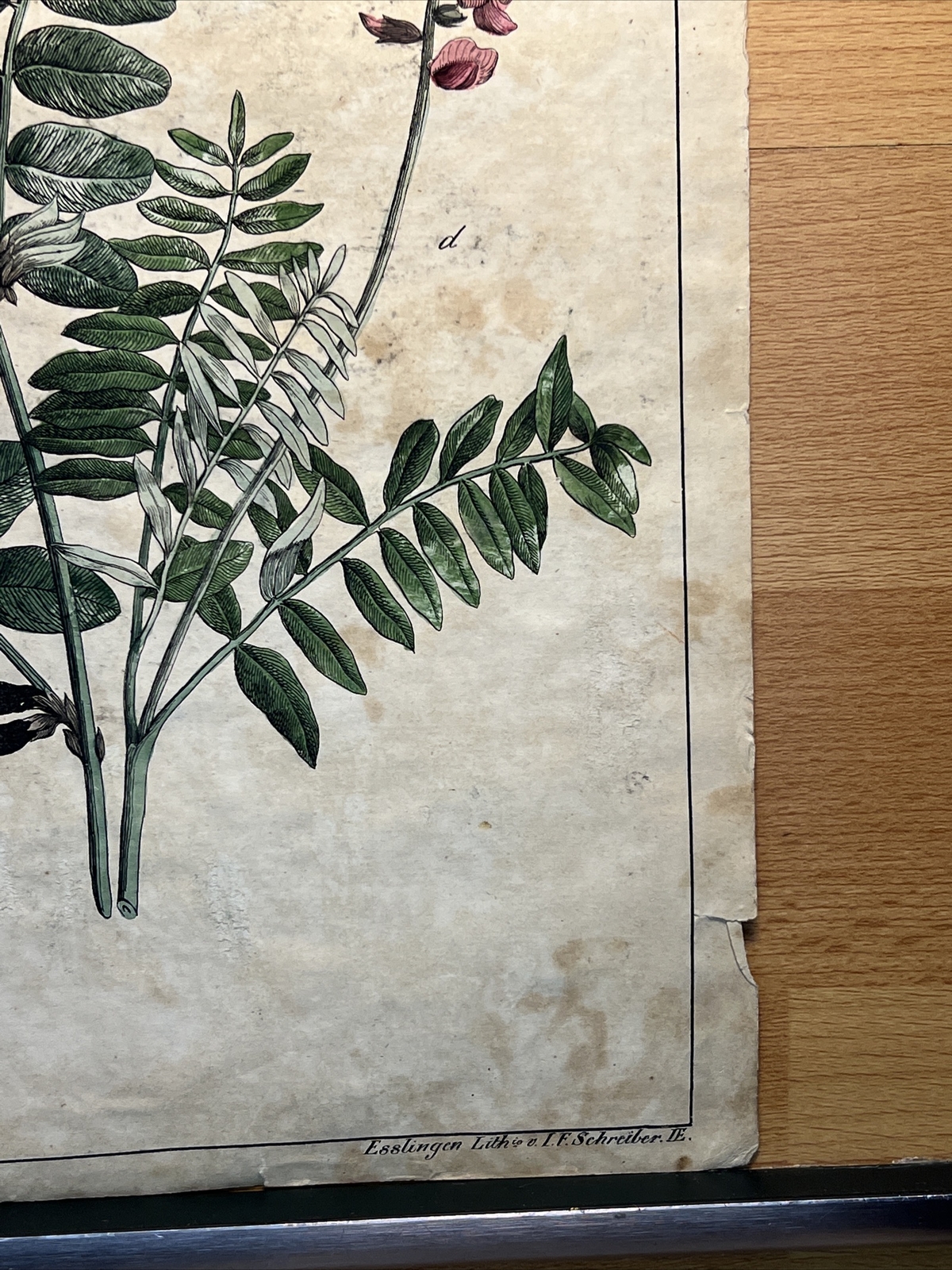 Fence Wicke Esparsette Antique Lithograph 1838 Plant Hand Colored Illustration