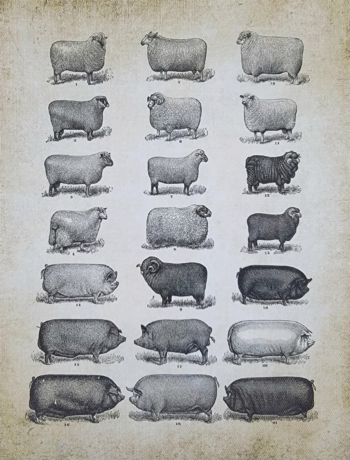Victorian Trading Types of Sheep & Pigs Illustration 8×10 Canvas Print 27B