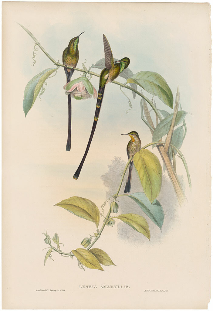 Gould Hummingbirds antique h/c lithograph w/gold leaf Pl 170 Train-bearer