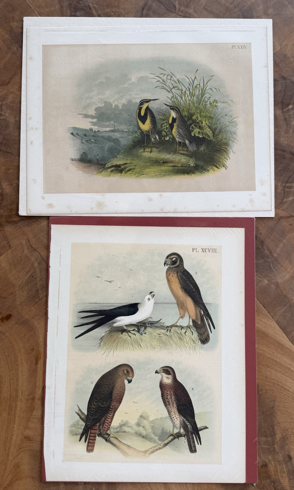 Lot of 14 Antique 1878 Chromolithograph Prints – Birds of North America – Jasper