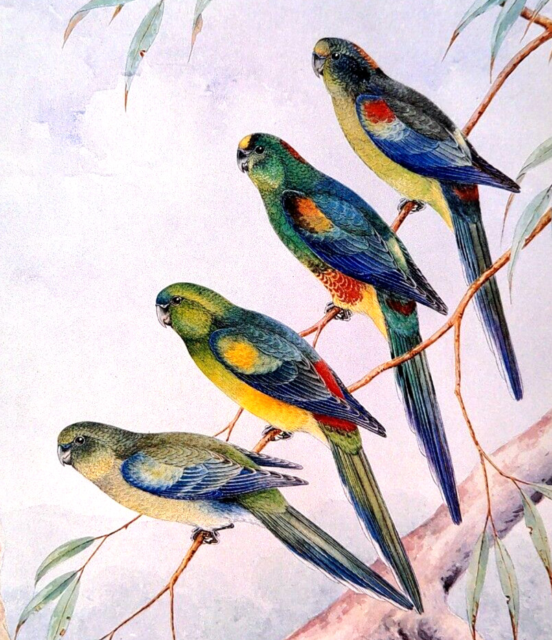 Australian Tropical Birds Mulga Parrot Neville Cayley Art Print Book Plate 17
