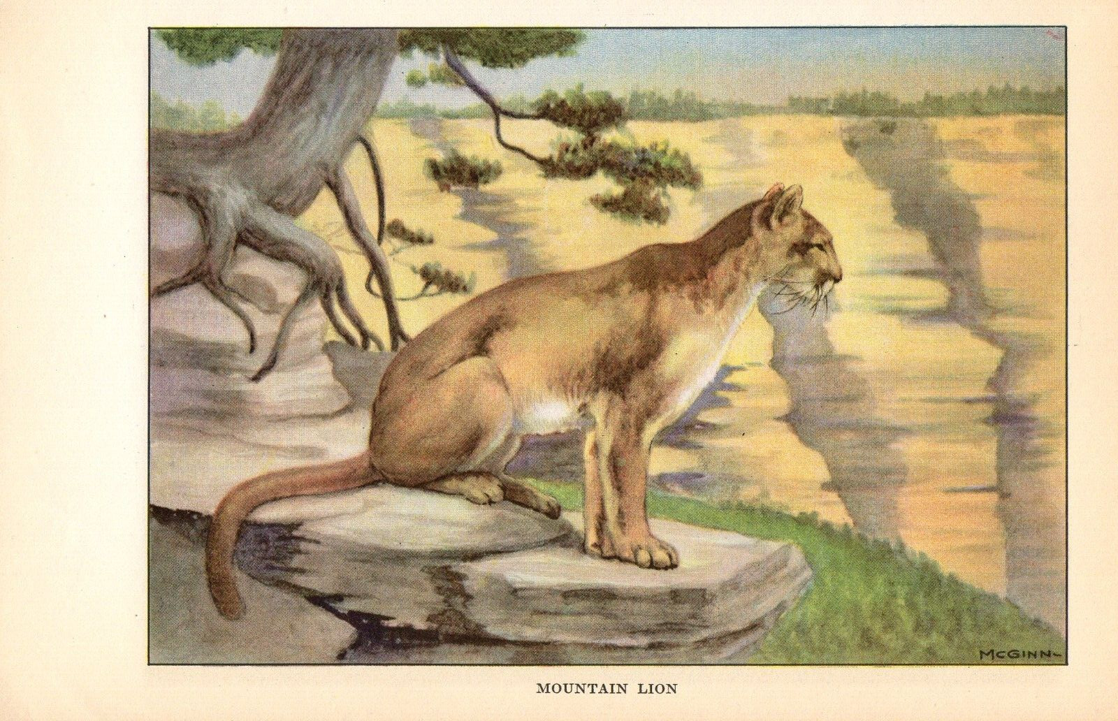 1926 Vintage ANIMALS “Mountain Lion” Full COLOR Art Plate Lithograph print