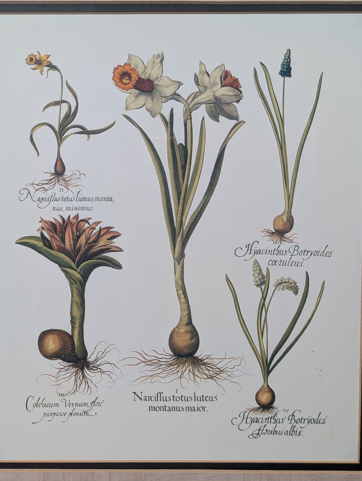 Basilius Besler Botanical Print Natural History In 28″ X 25″ Frame