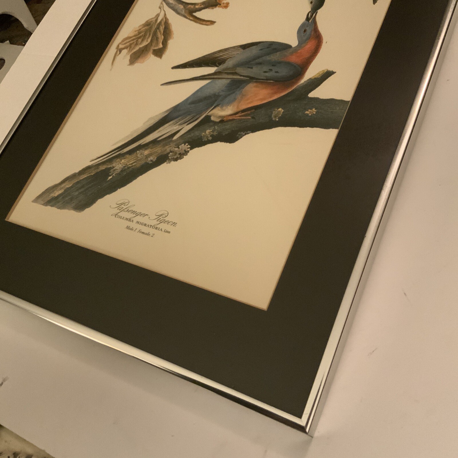 Audubon Birds of America Passenger Pigeon Original Print Vtg 1950 Peterson 10×17