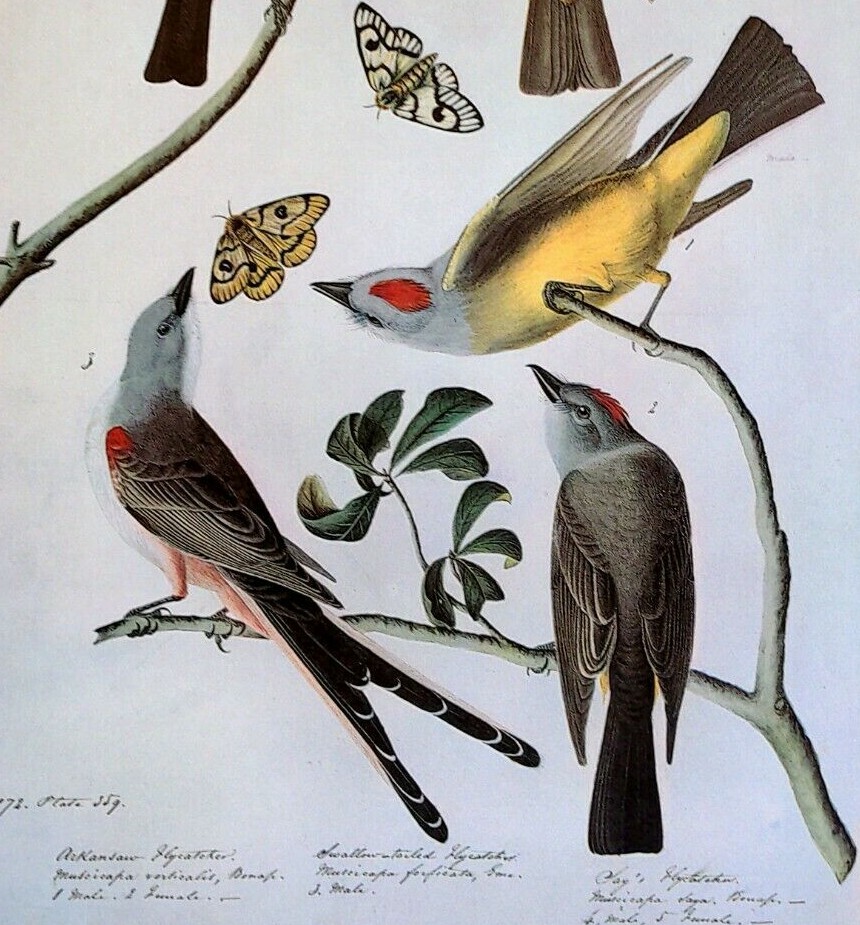 John James Audubon Birds Scissor-tailed Flycatcher Vintage Print Book Plate 288