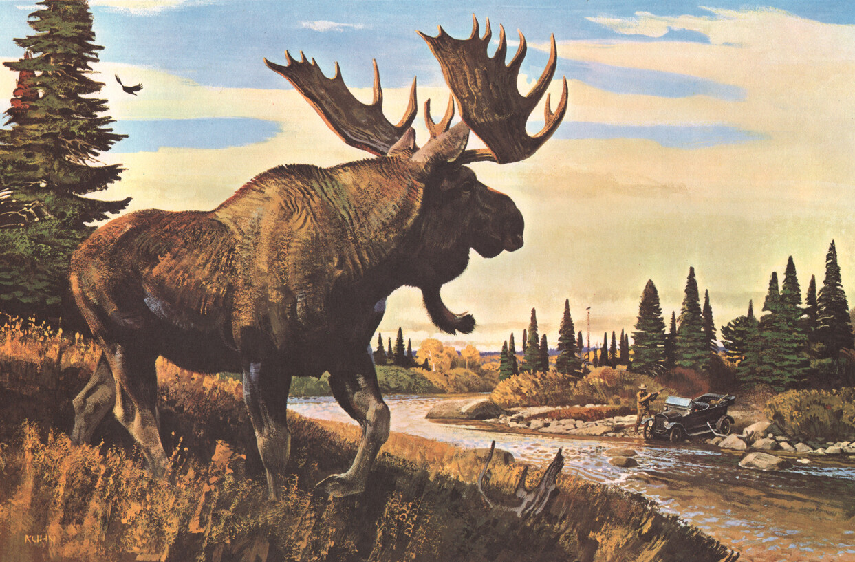 Bob Kuhn 1920’s Moose – Bull of the Woods 13×19 Print Sporting Art Hunting
