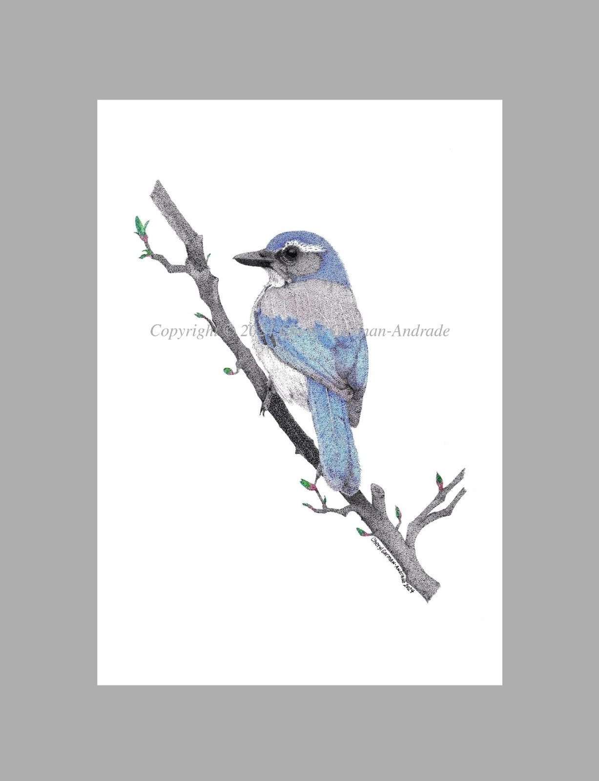 California Scrub Jay Bird Ink Pointillism Open Edition Print by Cheryl Andrade