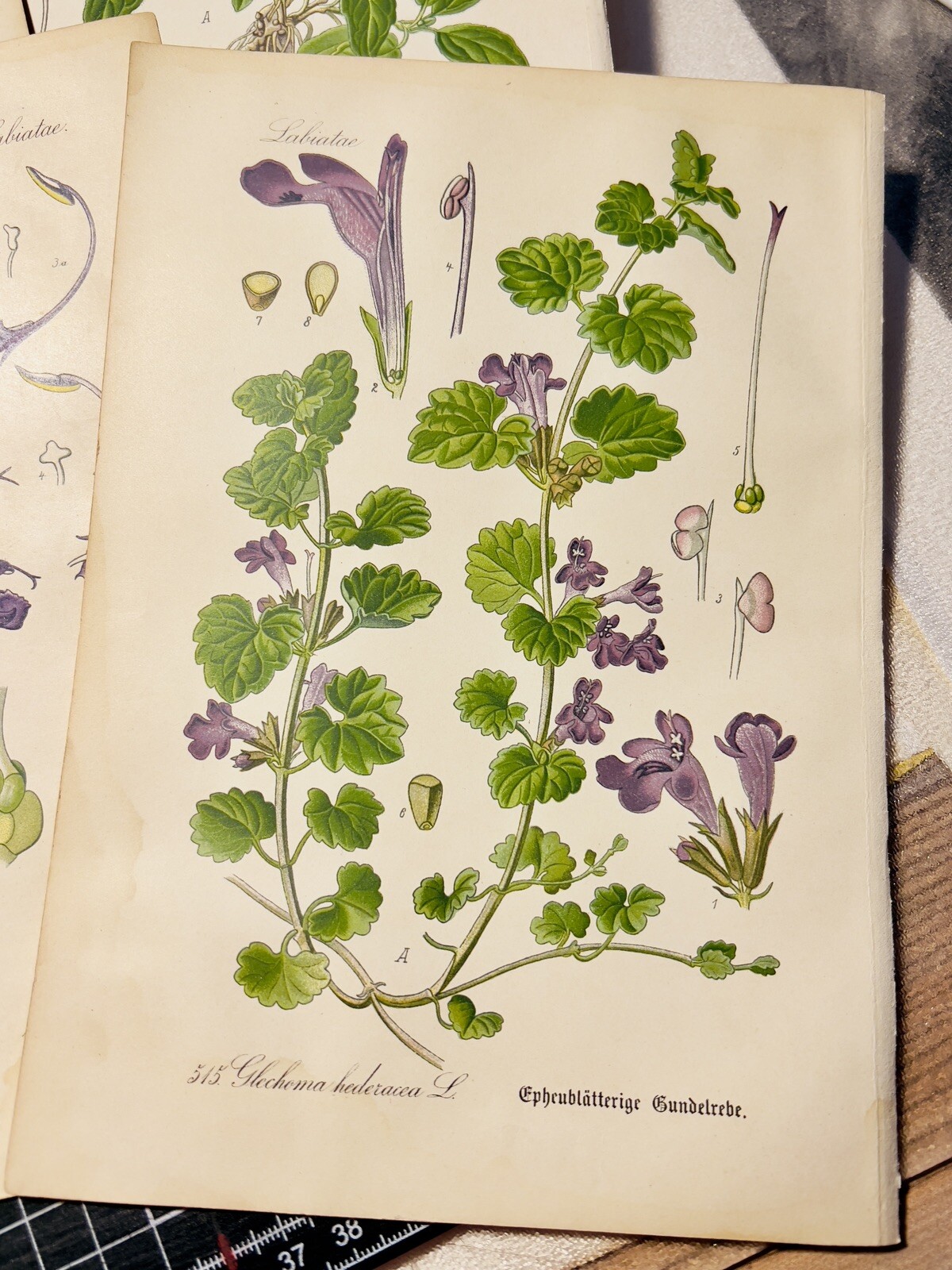 Set of 3 Antique Botanical Illustration 1886 Chromolithograph Vintage