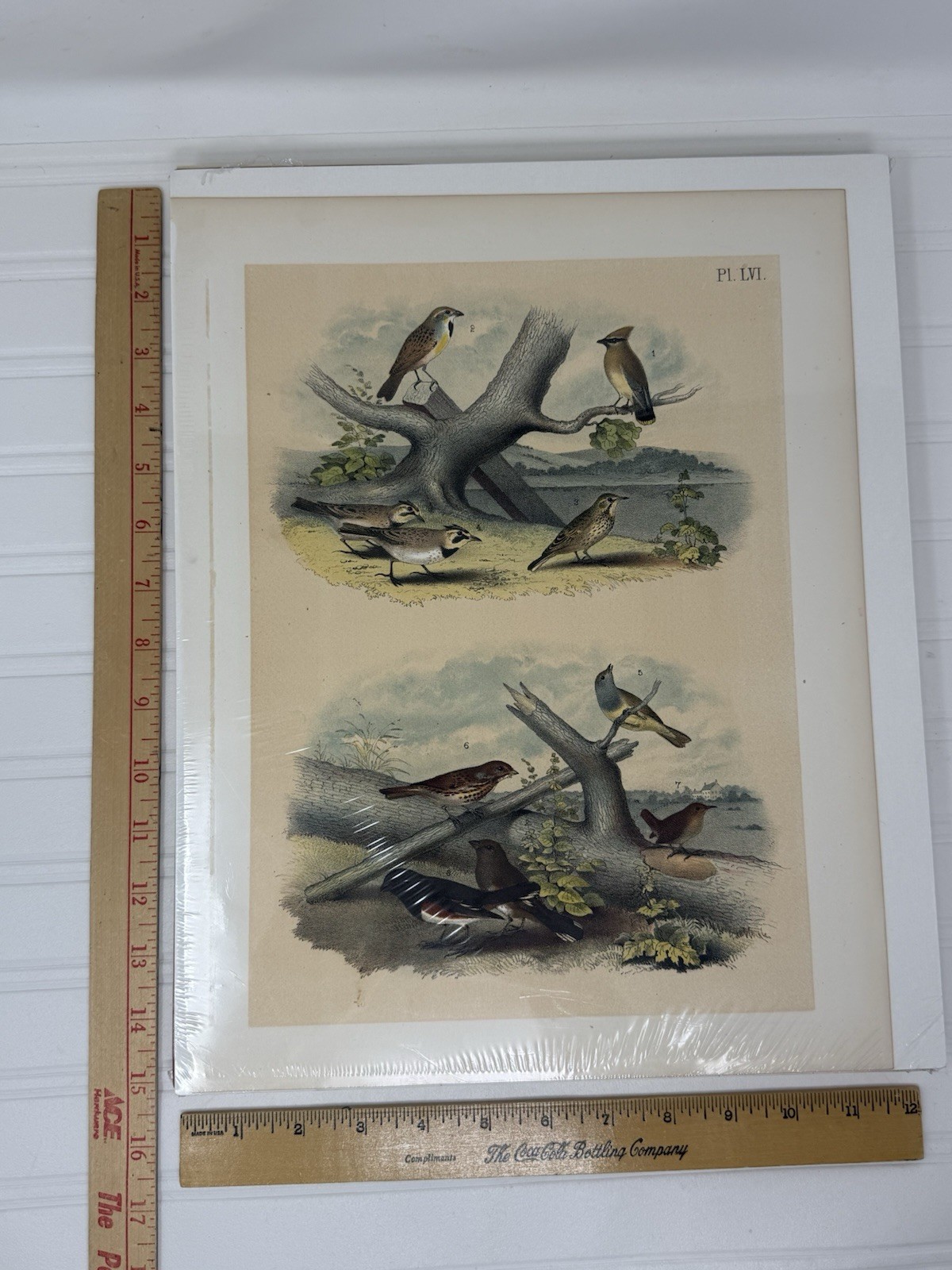 Lot of 14 Antique 1878 Chromolithograph Prints – Birds of North America – Jasper