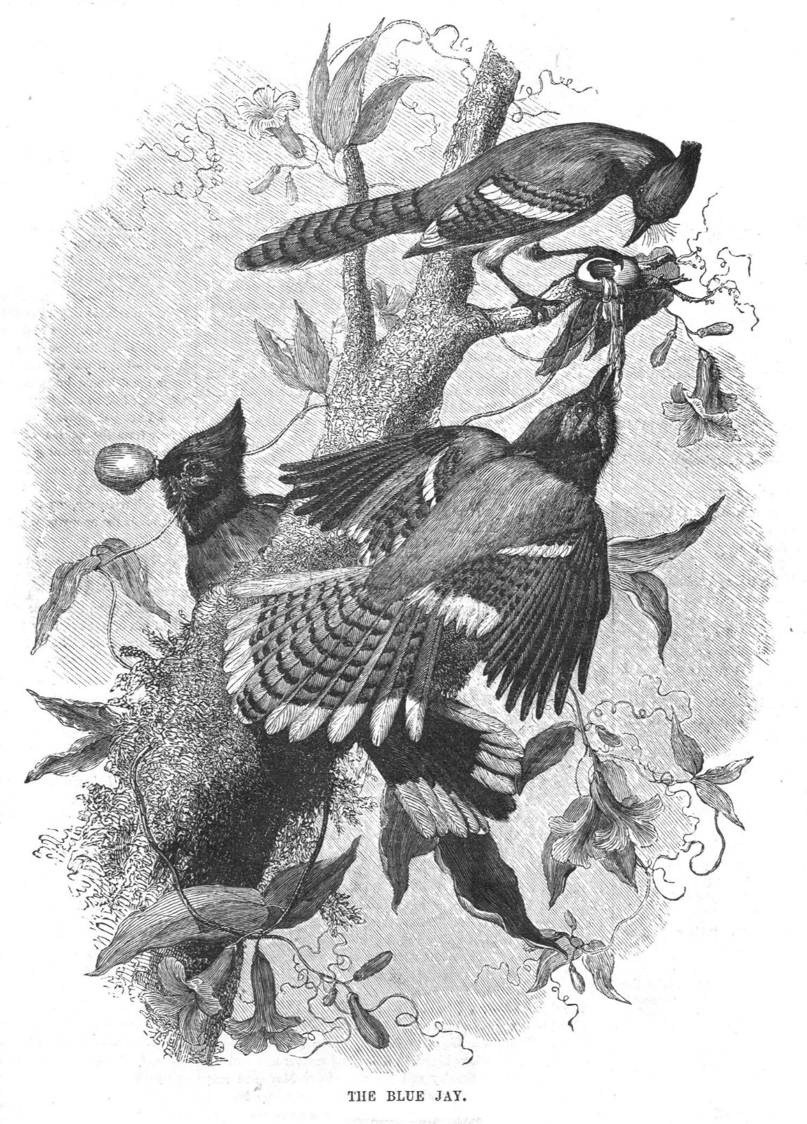The Blue Jay – by Audubon – Ballou’s Pictorial – 1855