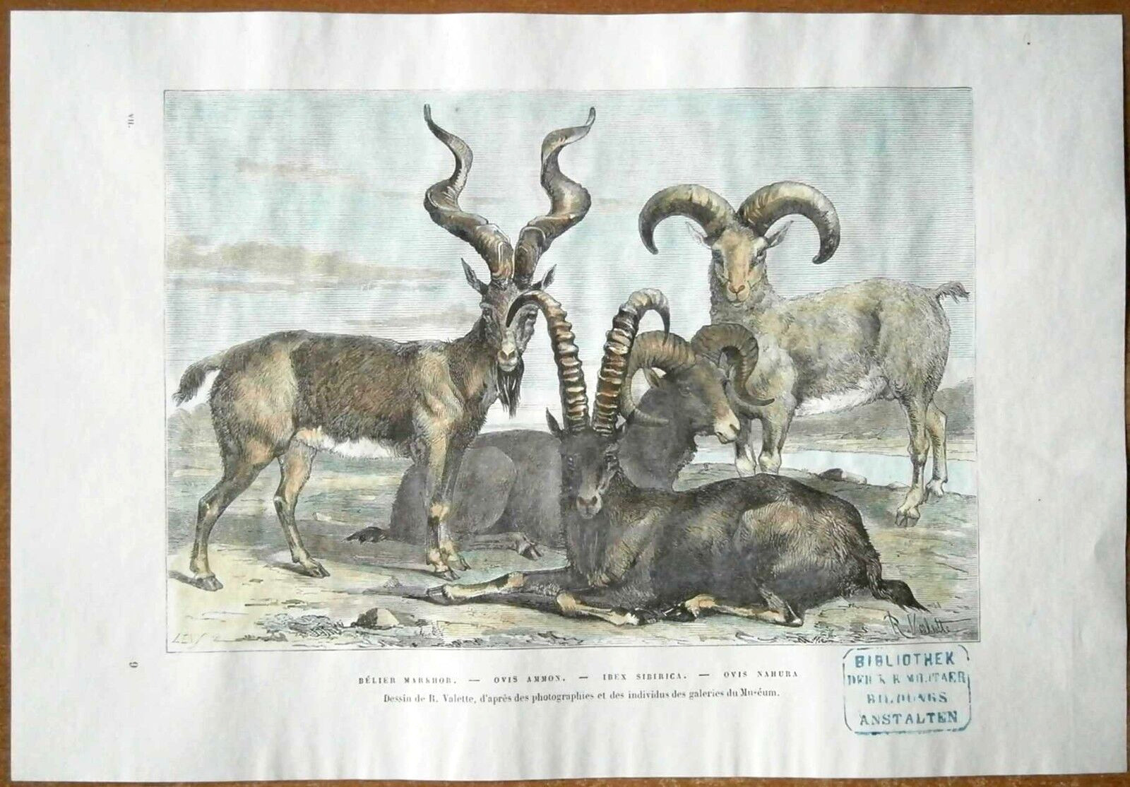 1882 Reclus print WILD GOATS AND MOUNTAIN SHEEP, HIGHLANDS OF CENTRAL ASIA, #5