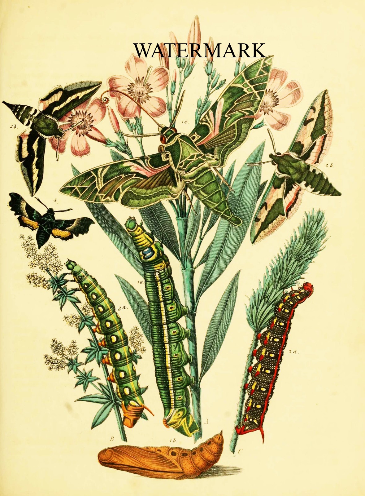 1863 Friedrich Berge Schmetterlingsbuch – Butterfly Moth Plate-19 – REPRODUCTION